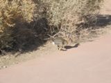 Lapin dans Oasis of Mara