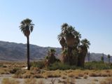 Photos/Images de Joshua Tree National Park