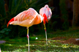 Wildlife Habitat