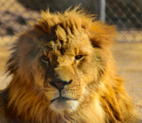 Lion Habitat Ranch
