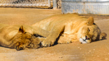 Lion Habitat Ranch