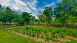Photos/Images de Laura Plantation