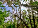 Palmetto Trail