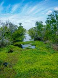 Marsh Overlook Trail