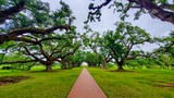 Alley of Oaks