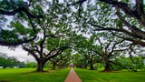 Alley of Oaks