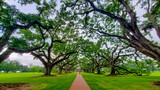Alley of Oaks