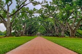 Alley of Oaks
