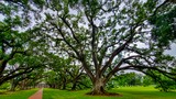 Alley of Oaks