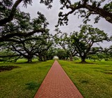 Alley of Oaks