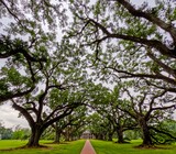 Alley of Oaks
