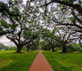 Alley of Oaks