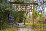 Audubon Swamp Garden