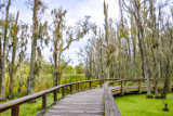 Photos/Images de Magnolia Plantation & Gardens