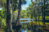 Big Cypress Lake
