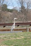 Un oiseau à Malibu Creek SP