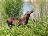 Orignal (Grand Teton NP)