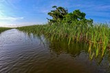 Swamp Tour