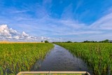 Swamp Tour