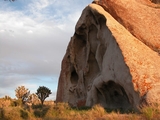 Joshua Tree Forest