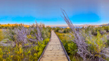 Bordwalk Trail