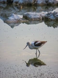 Avocette d'Amérique