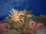 Aquarium de Monterey