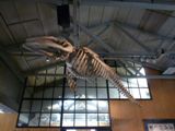 Aquarium de Monterey