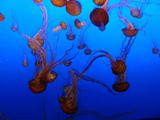 Aquarium de Monterey