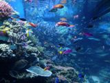 Aquarium de Monterey