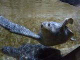 Aquarium de Monterey