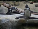 Aquarium de Monterey