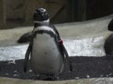 Aquarium de Monterey