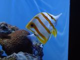 Aquarium de Monterey