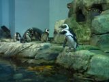 Aquarium de Monterey