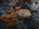 Aquarium de Monterey