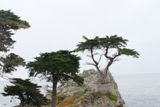Lone Cypress
