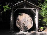 Photos/Images de Mount Rainier National Park