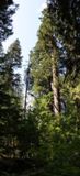 Grove of the Patriarchs Trail