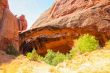 Morning Glory Arch