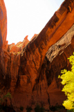 Morning Glory Arch