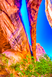 Morning Glory Arch