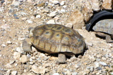 Desert tortoise