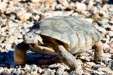 Desert tortoise