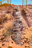 Petrified Log