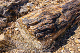 Petrified Logs Loop