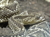 American International Rattlesnake Museum