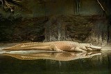 Audubon Zoo
