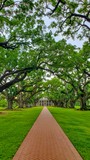 Alley of Oaks