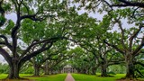 Alley of Oaks